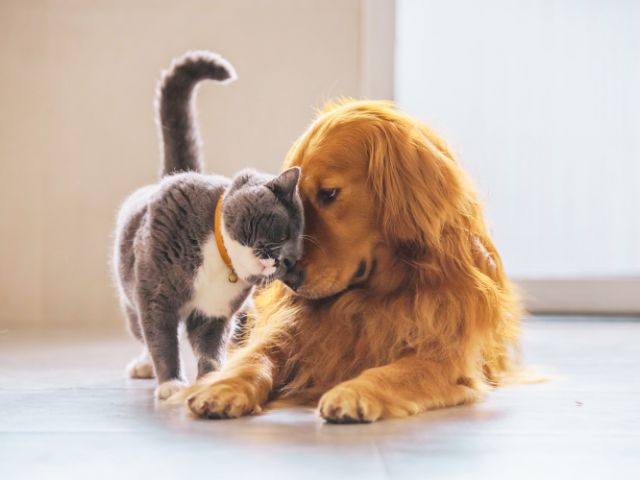 犬と猫の画像
