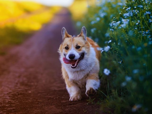 コーギーが野道を走っている画像