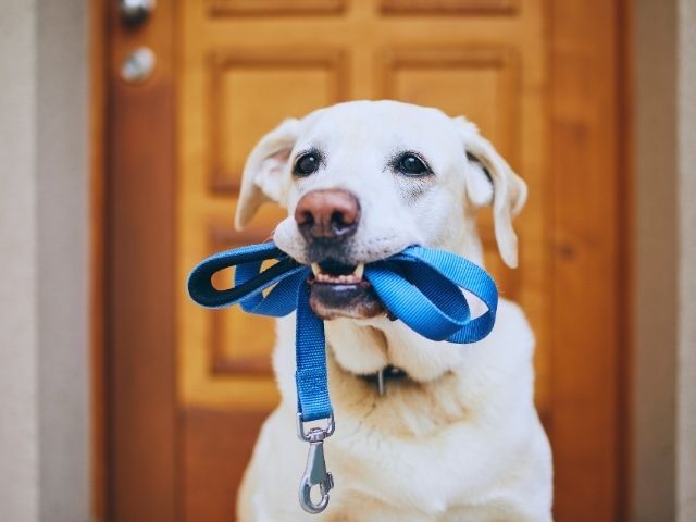 リードを咥えて早くお散歩に行きたいレトリーバーの画像