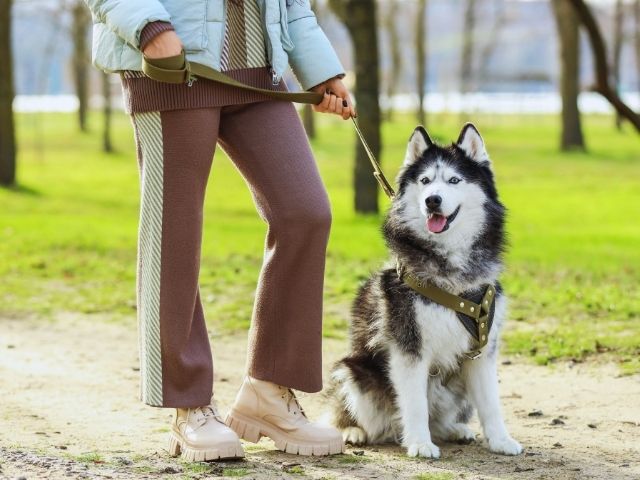 ハスキーをお散歩している画像