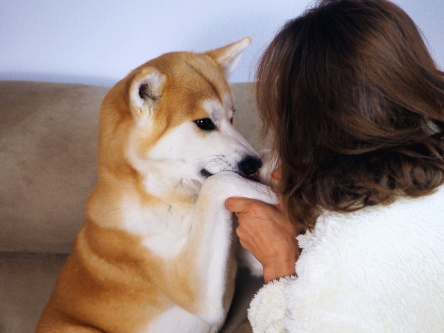 お家の中でたわむれる柴犬と飼い主の女性のが画像