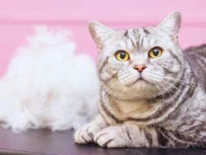 猫と毛玉の画像