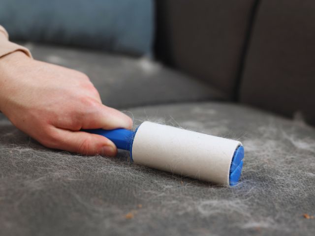 ペットの毛をコロコロで掃除する画像