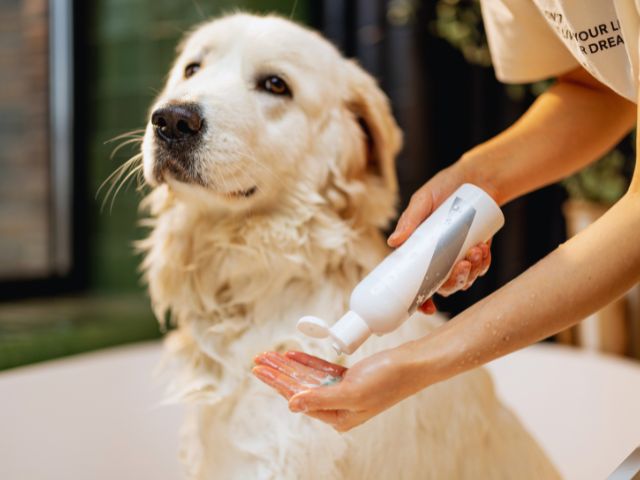 ゴールデン・レトリーバーのシャンプー中の画像