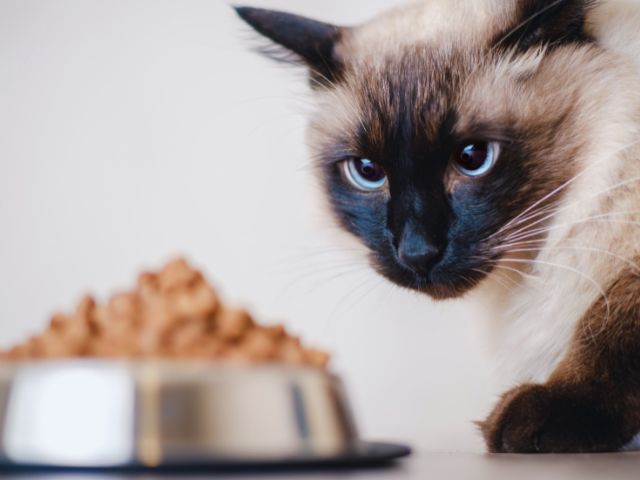 シャム猫が今から餌を食べようとしている画像