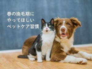 春の換毛期に やってほしい ペットケア習慣
