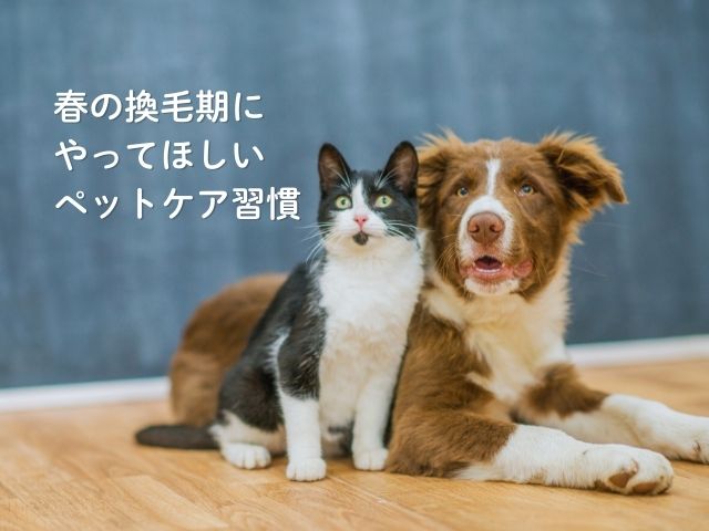 春の換毛期に やってほしい ペットケア習慣
